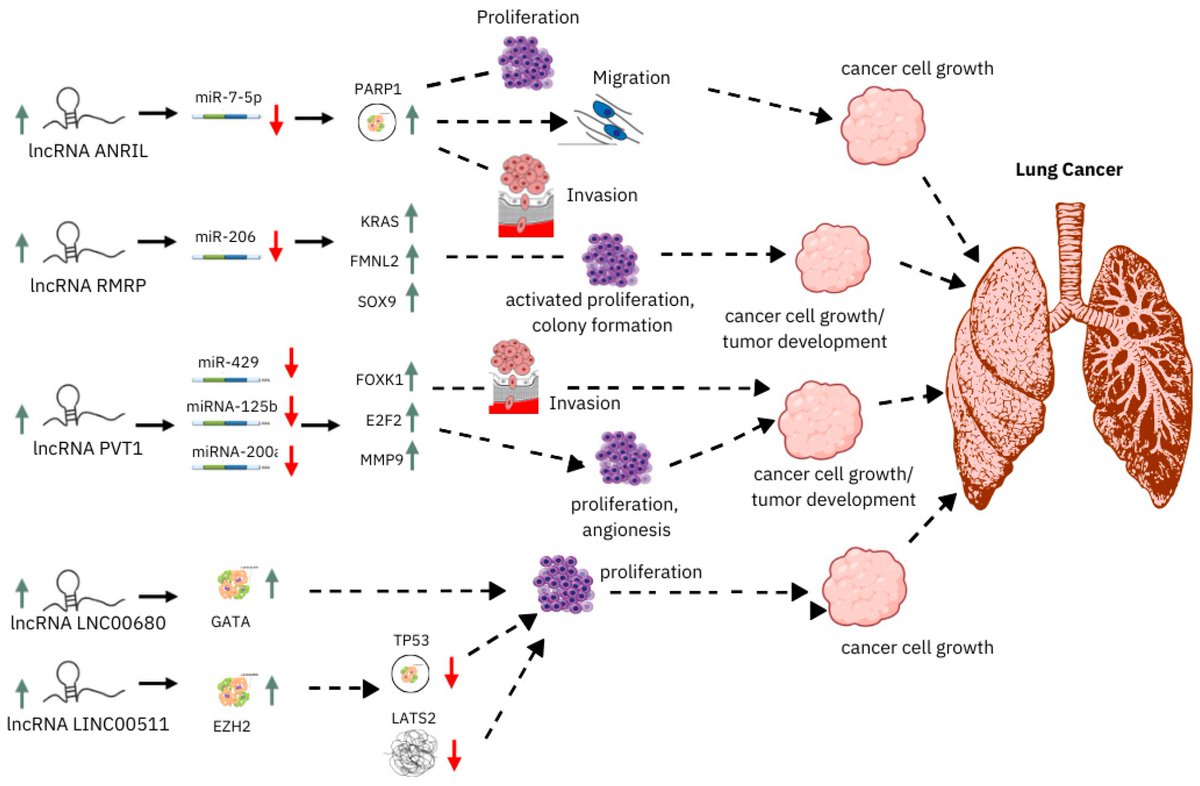 Non_Coding_RNA's tweet image. 🌟Presenting Our Review Paper🌟

&quot;Non-Coding RNA as a #Biomarker in Lung #Cancer&quot; from Chahat Suri et al.
#ncrna #lncRNA #miRNA #circRNA

Full text: mdpi.com/2311-553X/10/5…