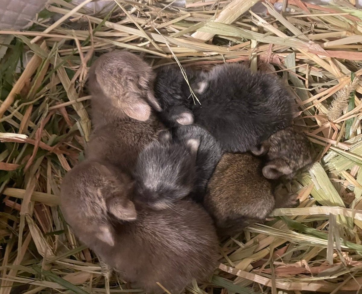 312mokomoko's tweet image. 生後１２日目の５つ子ちゃん🐰
みんな元気に成長中です♡

みんな、目が開きはじめました🐰
でも、寝てばかり💤