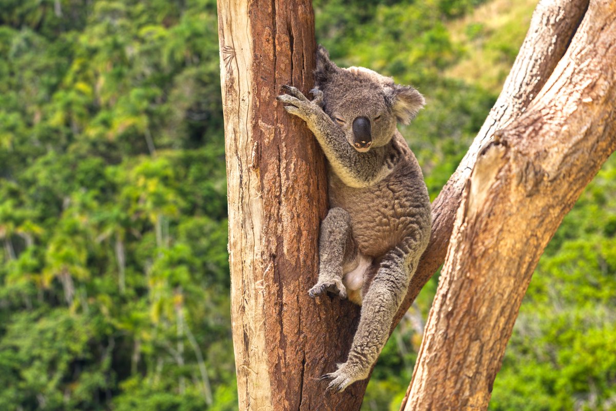 Just hanging out… like a Koala on a lazy afternoon.
Protect their chill — support The Australian Koala Foundation 🐨

savethekoala.com

#savethekoala #koalaprotection #notreenome