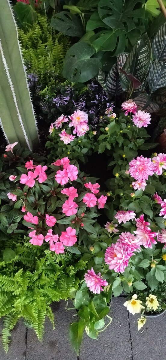 Laura_say's tweet image. Yo que ustedes me iba a dar la vuelta a  la #FeriaDeLasFlores2025 🌸 de San Ángel, definitivamente de mis eventos favoritos del año en CDMX!  Hasta el 20 de Julio @AlcaldiaAO