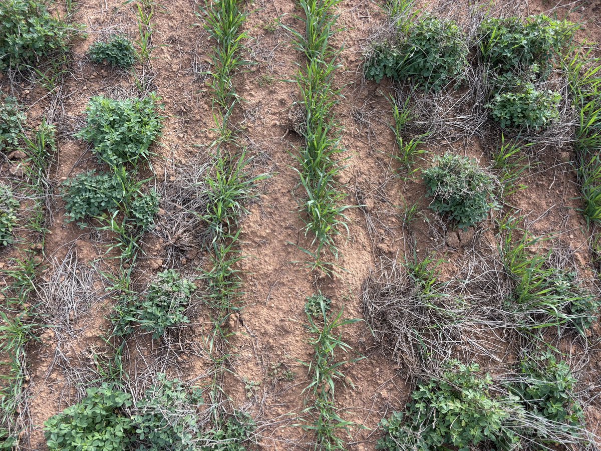 Salt affected areas finally back into production - here seeding wheat through lucerne after a phase of not cropping it for a number of years 🌱 <a href="/SeanM_DMAg_SA/">Sean Matthewson</a> <a href="/brettbarker92/">Brett Barker</a> <a href="/AndrewDMAgro/">Andrew James</a> <a href="/DSchub11/">David Schubert</a>