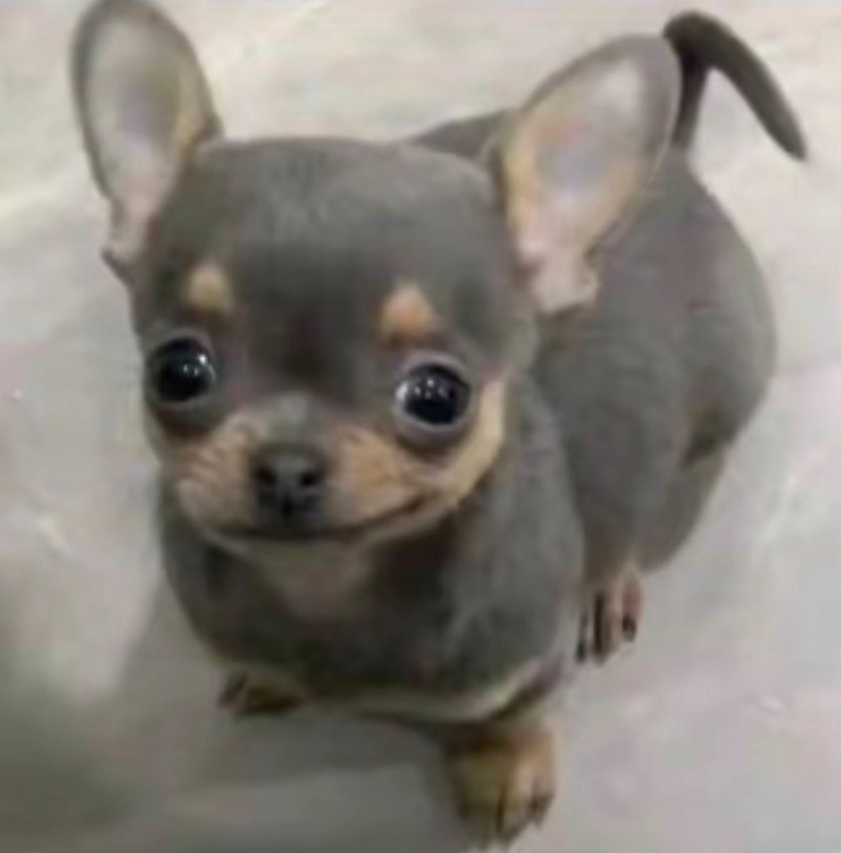 Who knows where I can watch SpongeBob for free? Ngl… I’m not paying for no paramount plus