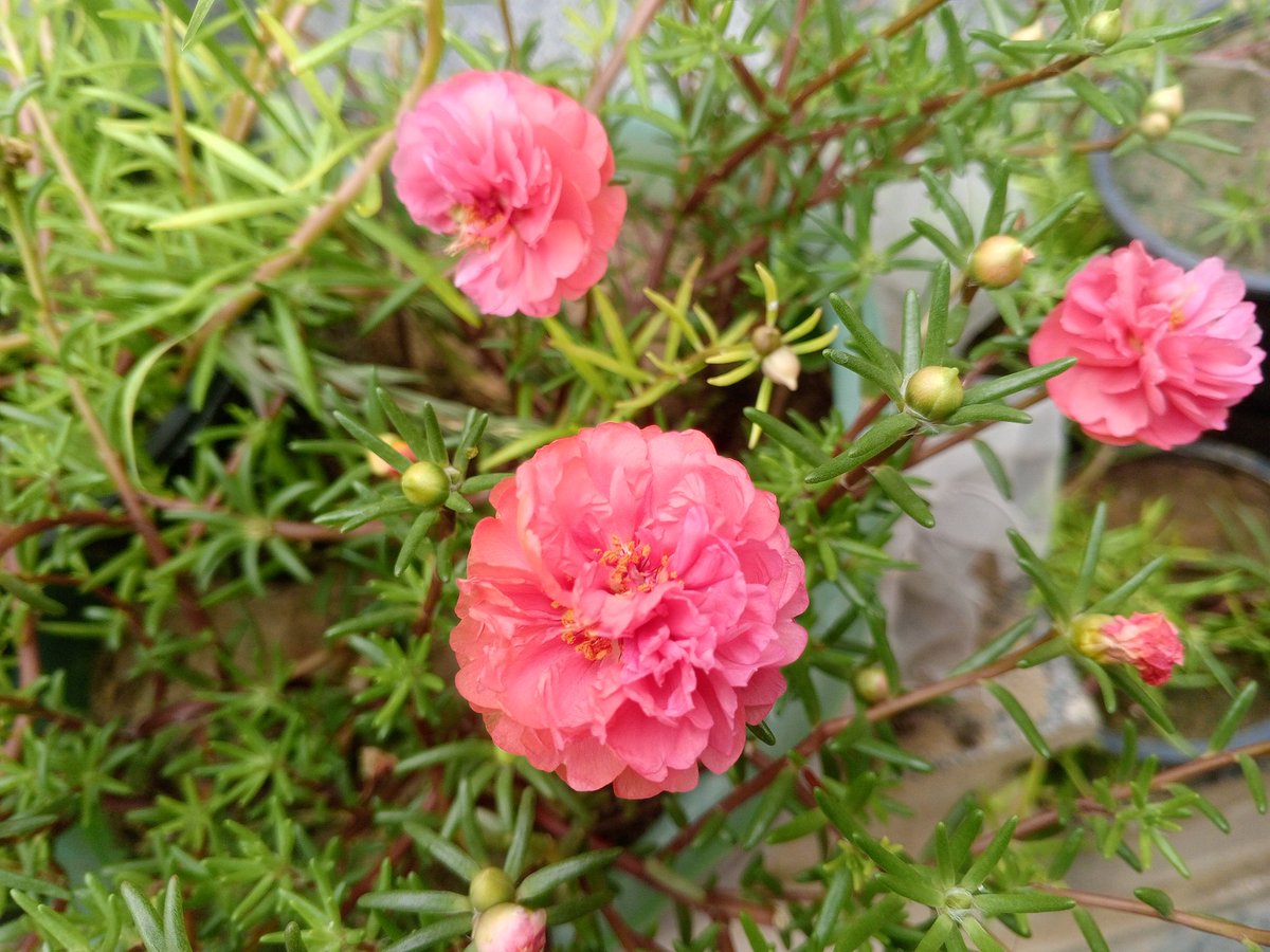 Kun_Fayakun123's tweet photo. سبحان اللّہ
#MorningClick https://t.co/aovIoIWqg0
