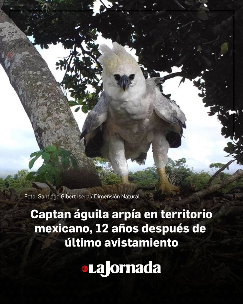 📢🦅Un ejemplar de águila arpía, una de las aves más fuertes y grandes que existen, cuyo último avistamiento se registró hace 12 años en territorio mexicano, fue captado en la selva Lacandona durante la realización de la sexta edición del Chiapas Birding Festival 2025, de acuerdo