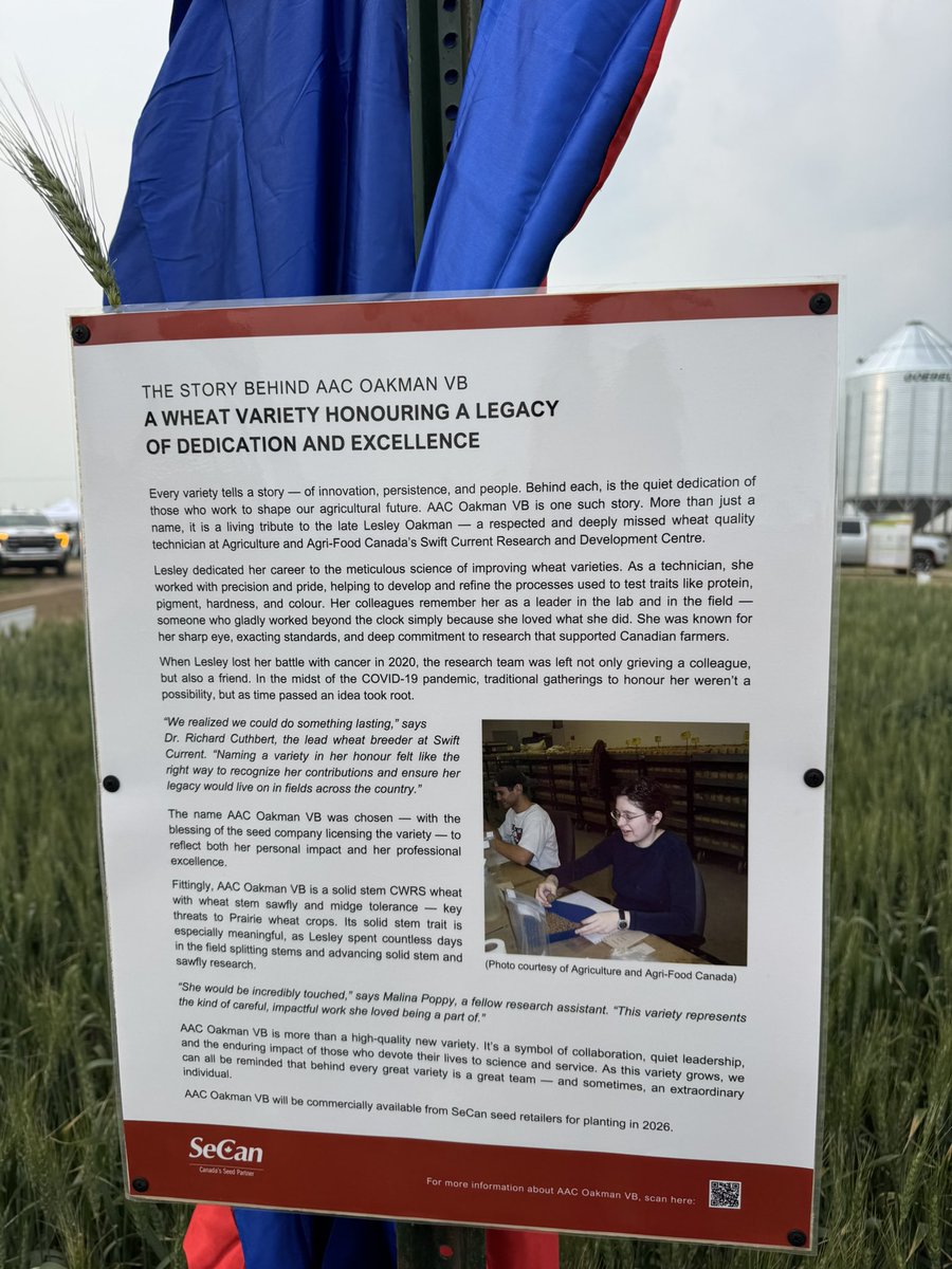 Do you know the story behind the name of new AAC Oakman VB solid stem CWRS? Come on out to the <a href="/SeCan/">SeCan</a> <a href="/AginMotion/">Ag in Motion</a> site to read all about it #NotAllHerosWearCapes #AACOakmanVB #solidstem #midgetolerantwheat #wheatstemsawfly #plant26