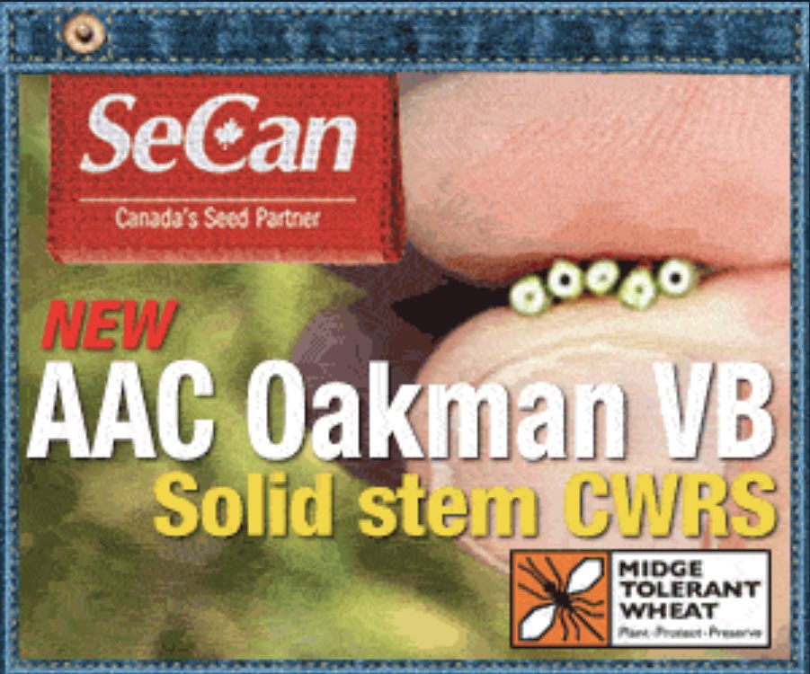 SeCanLauren's tweet image. Do you know the story behind the name of new AAC Oakman VB solid stem CWRS? Come on out to the @SeCan @AginMotion site to read all about it #NotAllHerosWearCapes #AACOakmanVB #solidstem #midgetolerantwheat #wheatstemsawfly #plant26