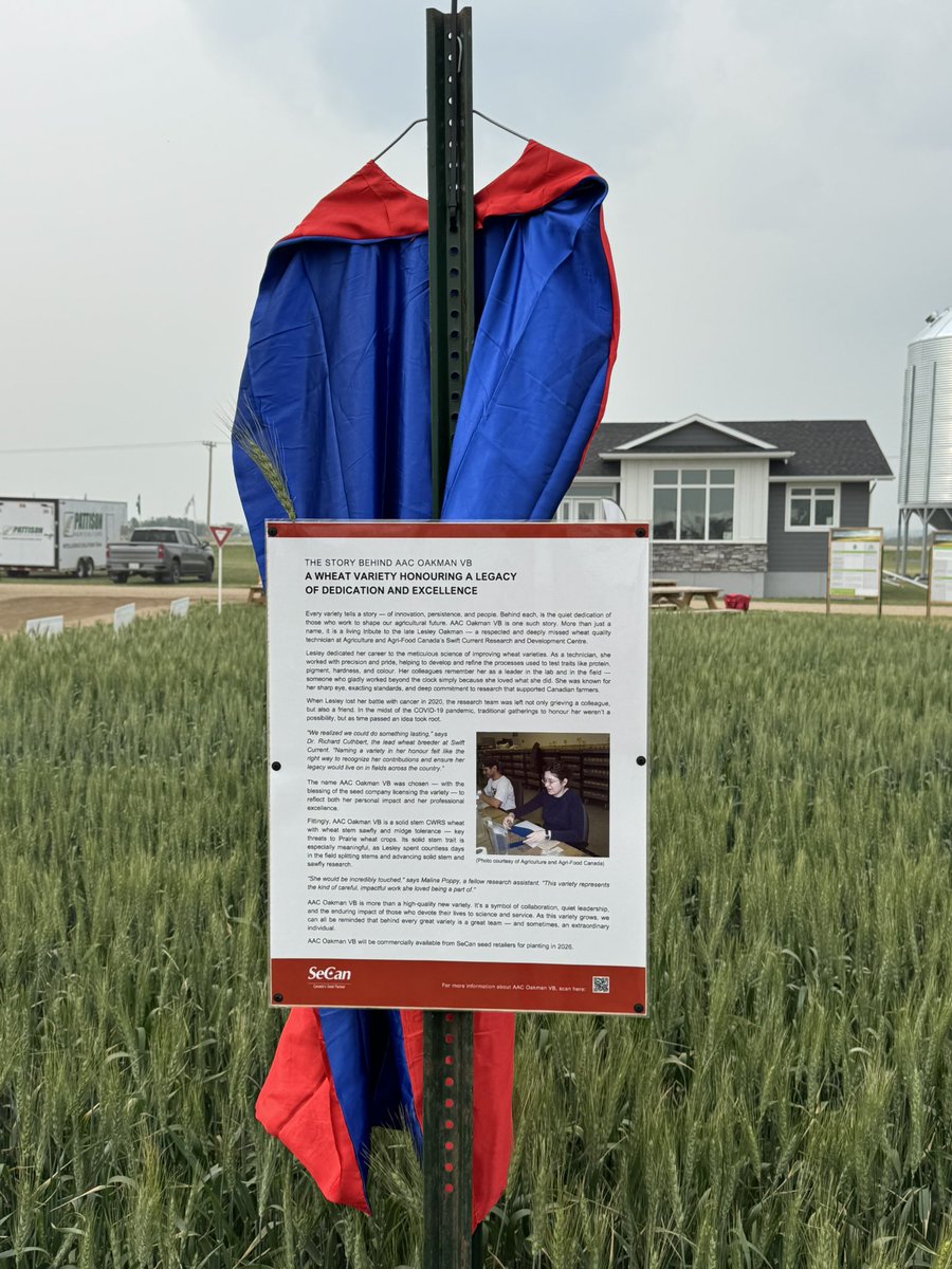 SeCanLauren's tweet image. Do you know the story behind the name of new AAC Oakman VB solid stem CWRS? Come on out to the @SeCan @AginMotion site to read all about it #NotAllHerosWearCapes #AACOakmanVB #solidstem #midgetolerantwheat #wheatstemsawfly #plant26