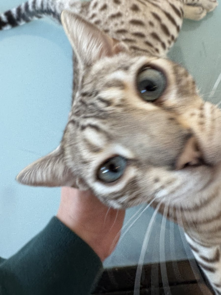 GM!

Excuse me but I heard breakfast was included...

You know it is the most important meal.
Next to 2nd breakfast of course! 😸