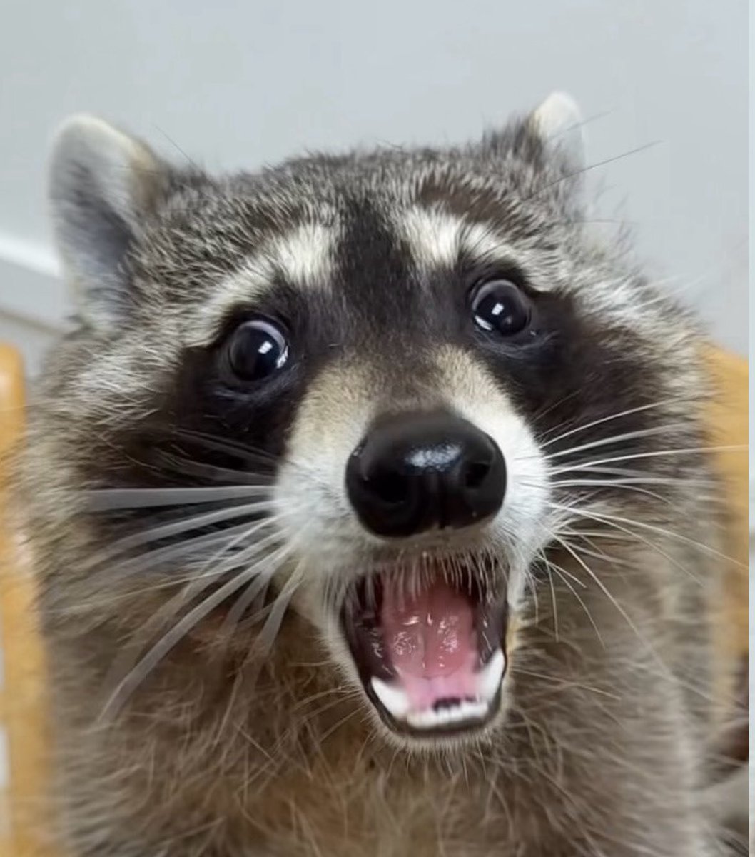 raccoonesthetic's tweet photo. AAAAAAAAAAAAAAAAAAAAAAAAAAAAAAAAAAAAAAAAAAAAAAAAAAAAAAAA https://t.co/IwWlb3rSUo