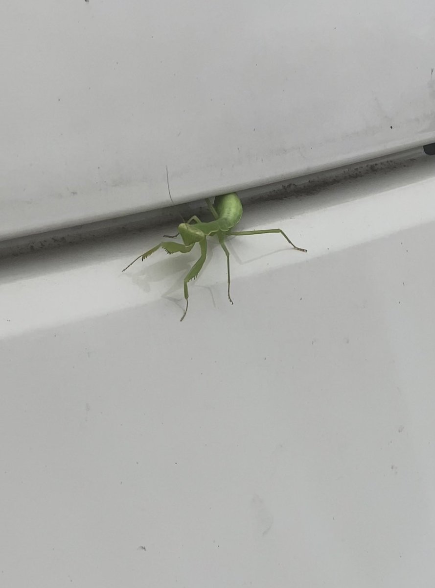 おまっ！？
まさかあの時の！？

大きくなったなぁ☺️

え？もしや、ボンネットに住んでる？www