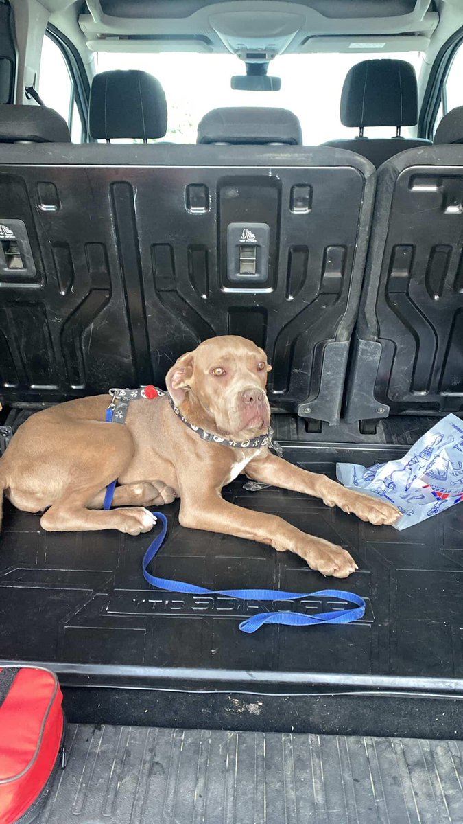 Bu 6 aylık olduğu tahmin edilen yavru İstanbul başakşehirde bulundu veterinere götürdük çipi yok denildi onu aldık geçici süreliğine sahiplendirebilir miyiz?
İstanbul 05550444212