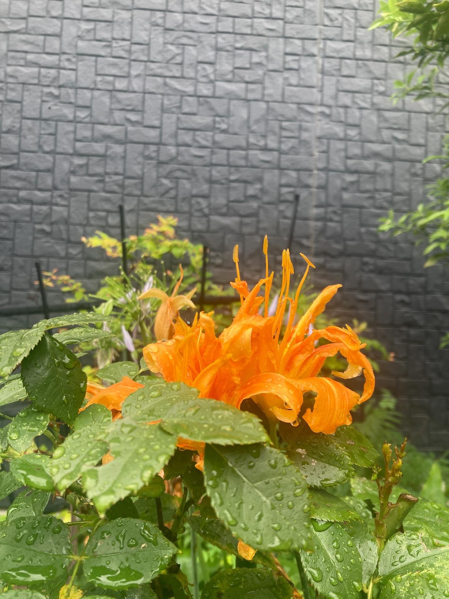 花畑様 mqdefault.jpg