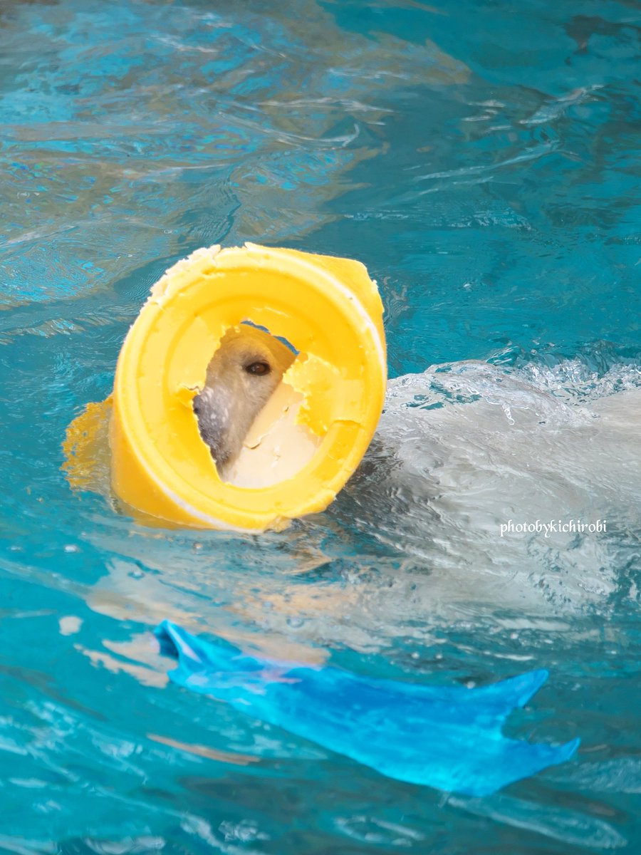 ちゃんと
見えてますよ……

　#ホウ　#ホウちゃん　#ホッキョクグマ　#しろくま　#polorbear #ho #天王寺動物園