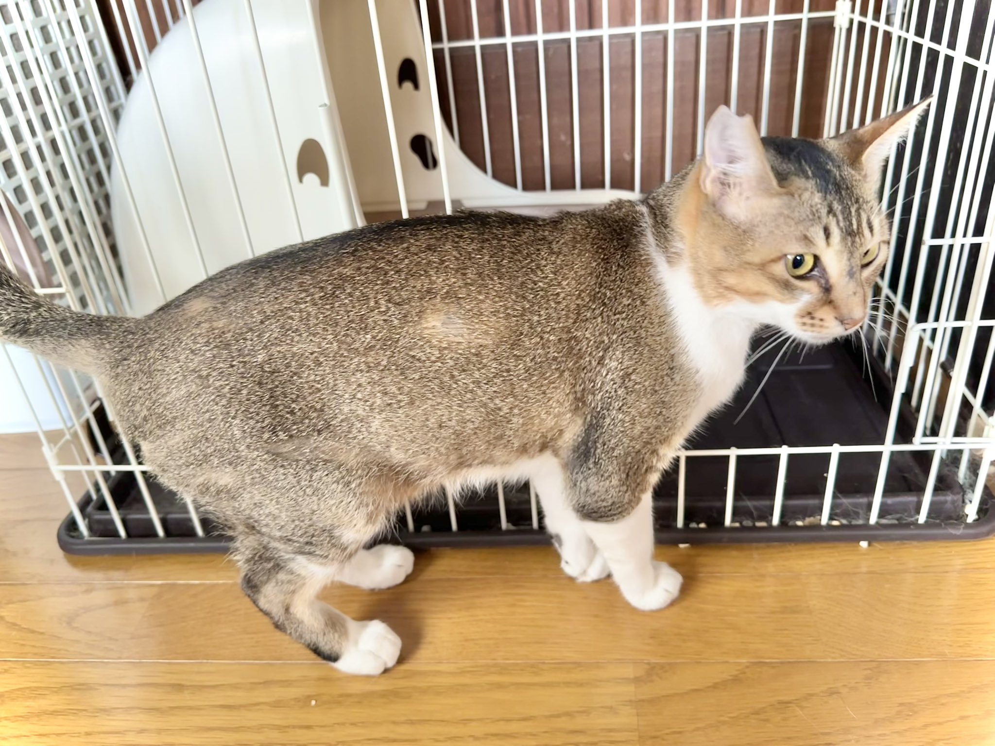【まま猫(ΦωΦ）】注意→プロスペクターのみ１台です‼️ Cat's feelings] Mom cries when cat says ◯◯◯◯ after being