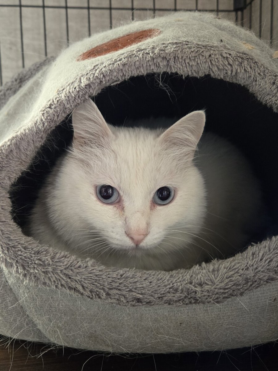 【#里親募集】「猫の休憩所☆オニオン」#栃木県 #宇都宮市 - 猫の里親募集(511954) pet-home.jp/cats/tochigi/p… #猫 #cat #保護猫 #保護猫を家族に