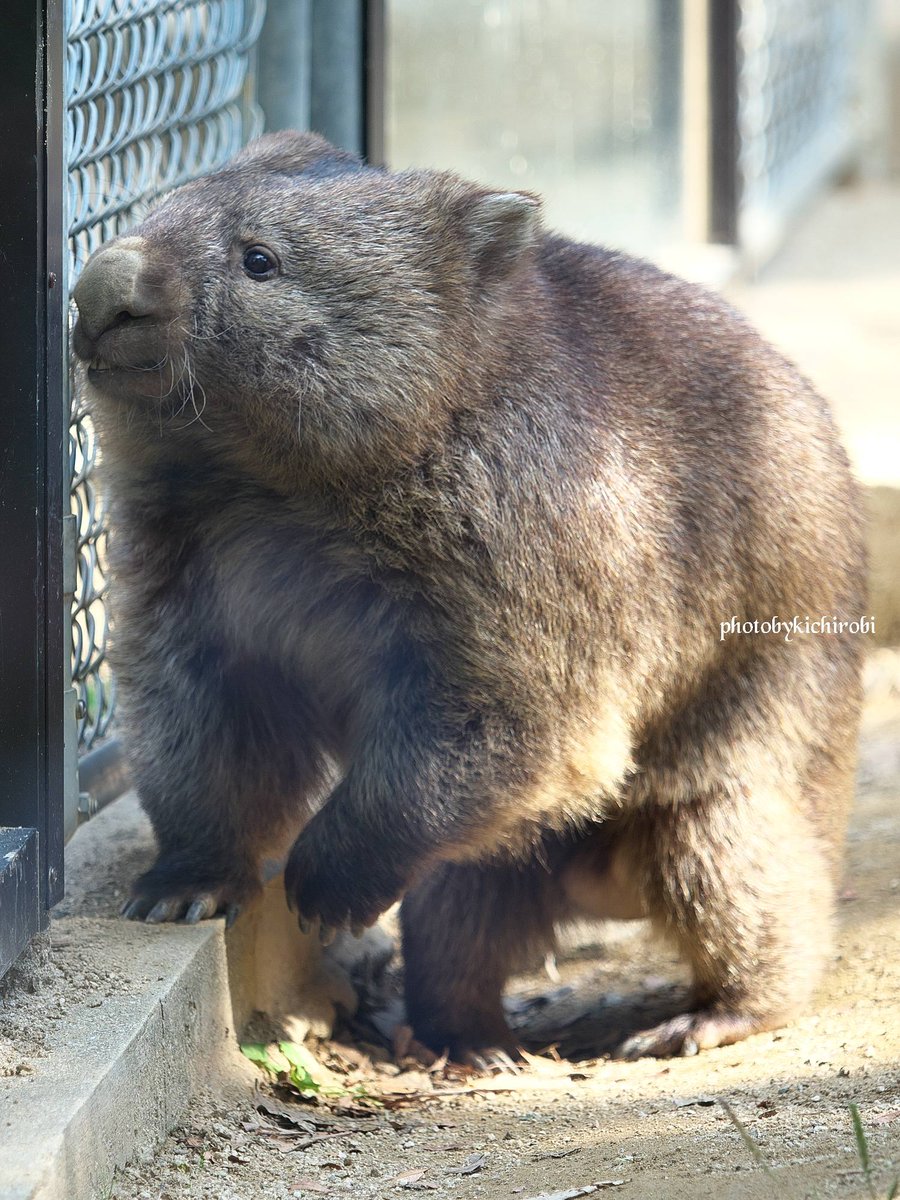 まんまるだね
フクちゃん

　#フク　#フクちゃん　#フクくん　#fuku　#五月山動物園 　#池田市　#ウォンバット　　#wombat　#wombatlove　 #satsukiyamazoo