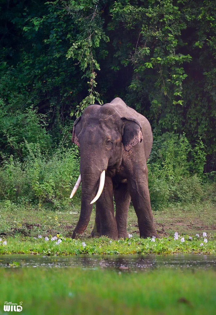 සුභ ගමන් භාතිය 😥🙏
භාතිය අවසන් ගමන් ගිහින්..8.55 am
#lka