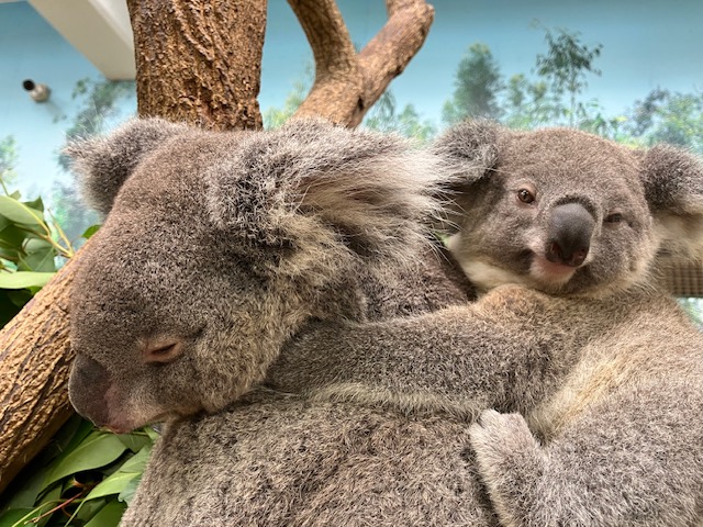 #コアラ のつくしとスミレ親子の様子です。生後10ヶ月を経過し、子育て期間も終盤です。つくしの表情からも見てとれますが、お疲れ気味？かな。子育て終盤の母親は、しばしばこのような表情になっているような…　べったり過ごすことも少なく、成長を感じられるようになりました。　#平川動物公園