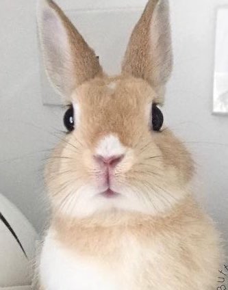 sionisrabbit's tweet image. 
