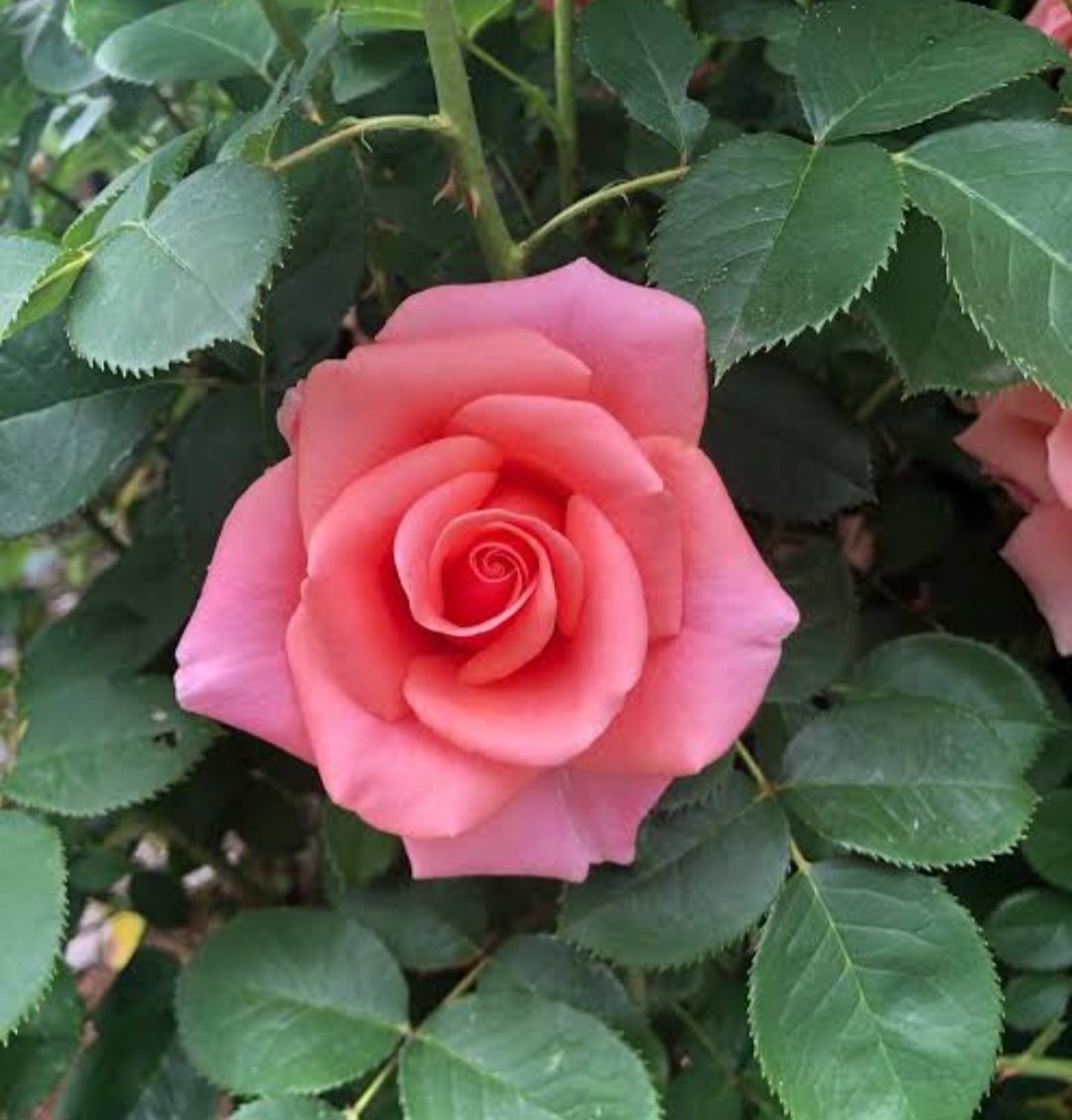 MalarElias's tweet image. Good Morning 😍
Have a Beautiful day
#GoodMorningXFriends
#FlowersOnX