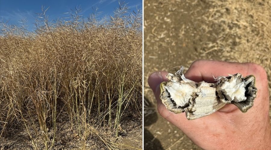 👉 <a href="/NPZ_UK/">NPZ UK</a> breeder trials have highlighted the impact of a challenging season on winter  #OilseedRape varieties that rely solely on Rlm7 resistance, compared to the latest #HybridVarieties ⚠️

farmersguide.co.uk/arable/oilseed…

#UKFarming #CropBreeding #Arable #Crops #Harvest #Harvest2025