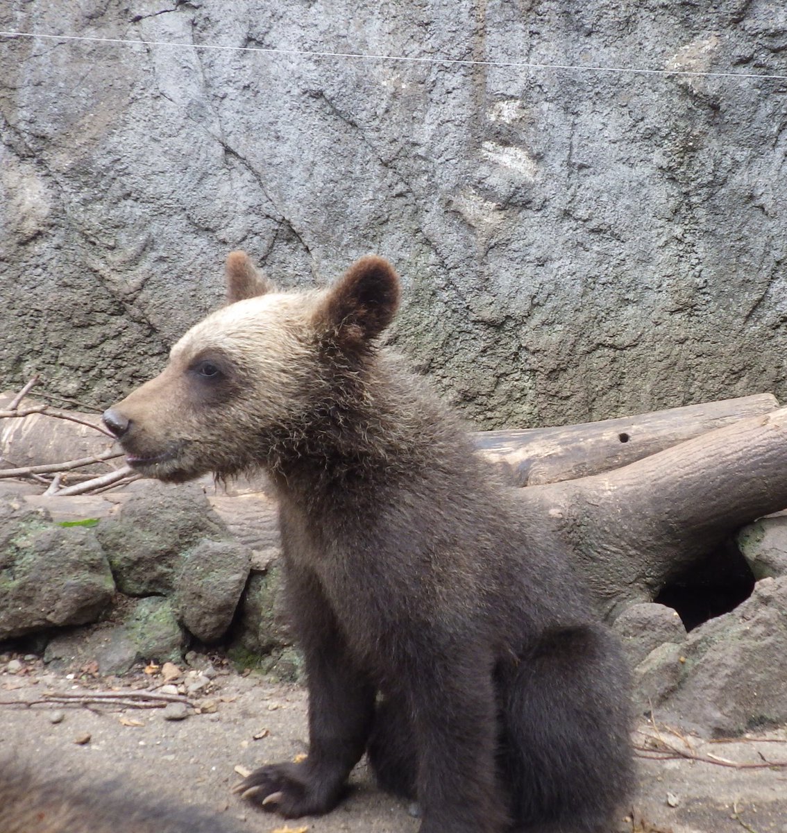bearpark_jp's tweet image. アイナ「ツギナニシテアソボカナ」
#アイナ #遊びたい #考え中
#のぼりべつクマ牧場 #クマ牧場 #登別 #エゾヒグマ #北海道
#noboribetsubearpark #noboribetsu #brownbear #hokkaido