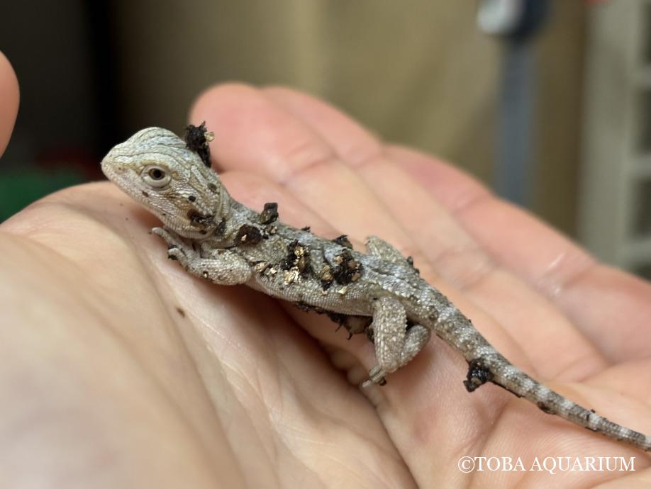 TOBA_AQUARIUM's tweet image. はじめまして!: はじめまして、おまつです! 遅ればせながら飼育日記デビューです👏🏻 水族館では主に、淡水魚・両生爬虫類・鳥類・スナドリネコを担当しています。 本日は皆さんに嬉しいお知らせがあります!!! 実は dlvr.it/TLwM2b