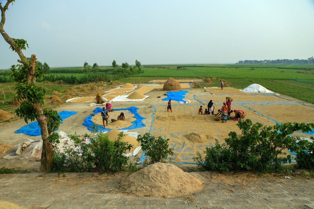 irri's tweet image. In 🇧🇩, one of the world’s most climate-vulnerable regions, IRRI is working through CGIAR’s Scaling for Impact program to accelerate the adoption of rice-based innovations that improve livelihoods, build resilience, & support Bangladesh’s goals.
More: bit.ly/4kzsUDq