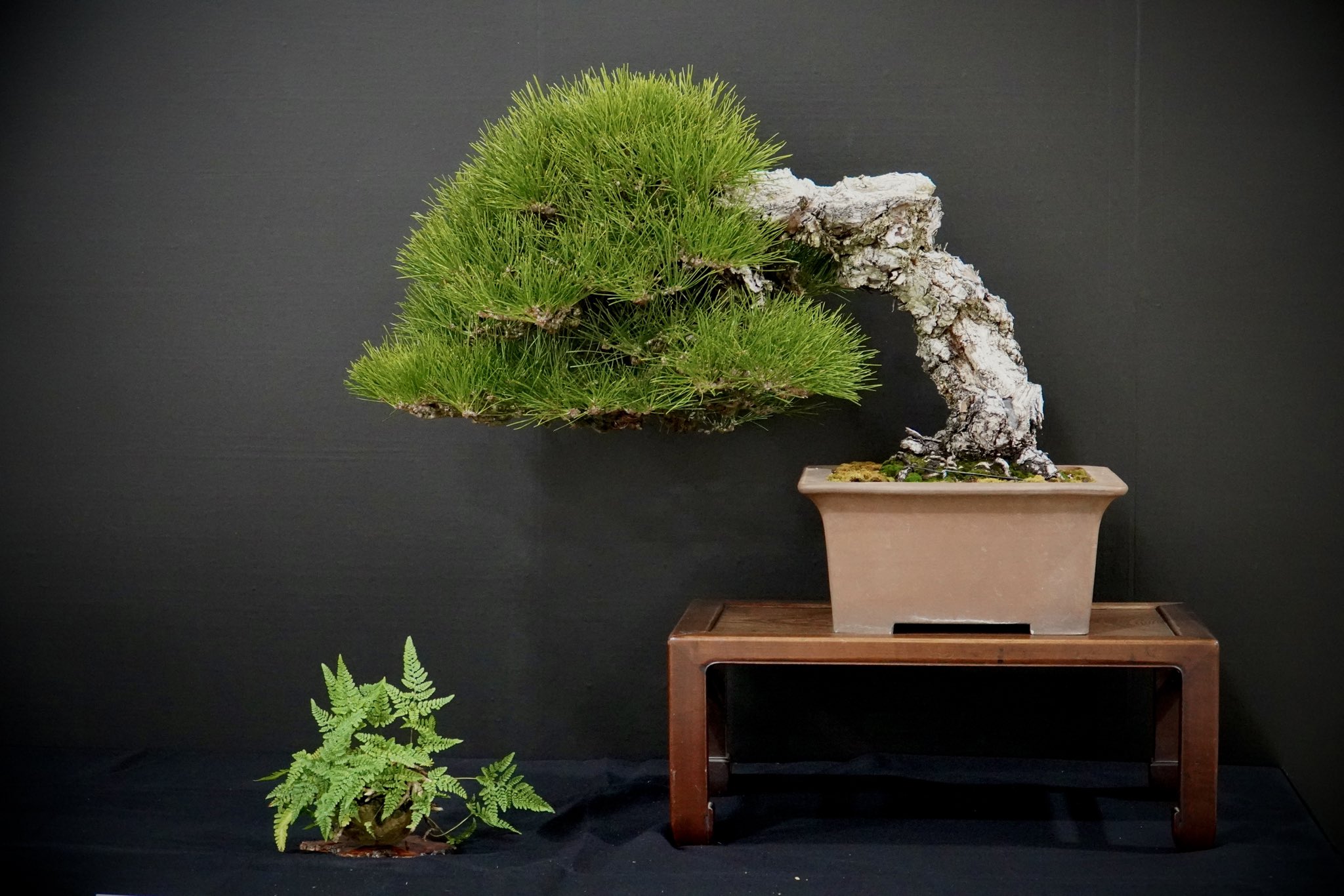 全国皐月花季大陳列展 写真帖 '76年回〜 12冊セット BONSAI