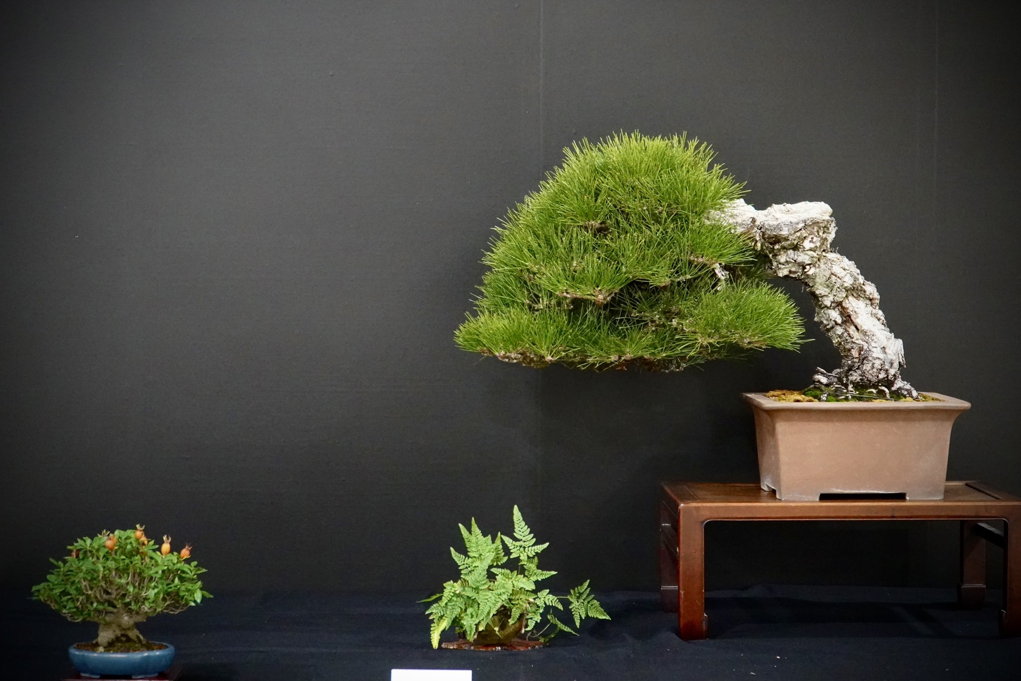 近代出版 編集部 (@kinbon_bonsai) / X