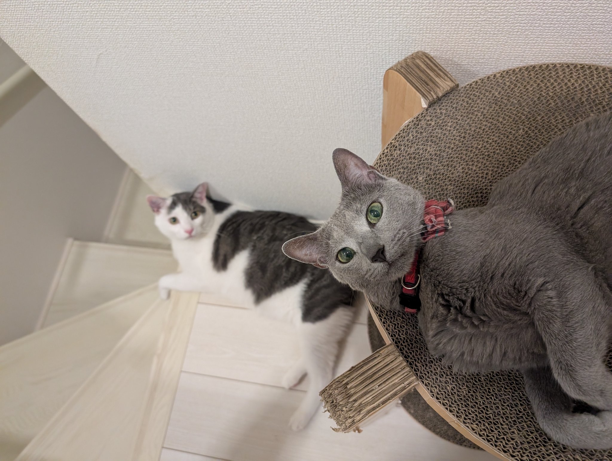 猫甘々 葉月 純's archives on X: 