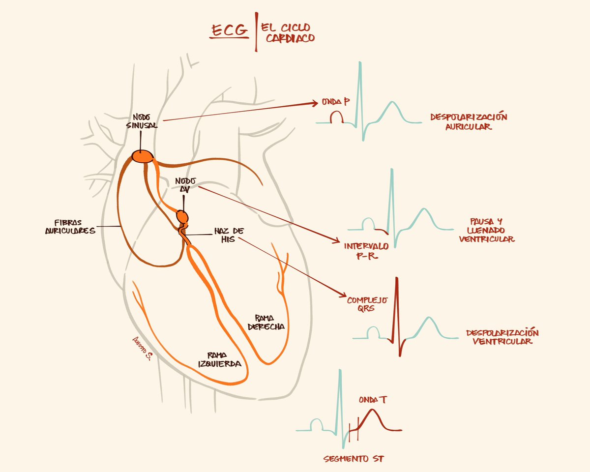 chuletadeosler's tweet photo. Ciclo cardiaco. https://t.co/u6eUtclbCE