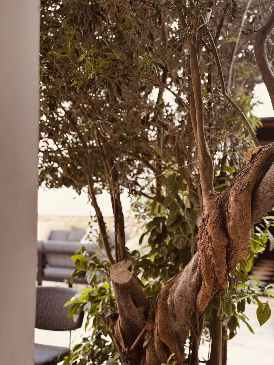 FatmaAlObaid's tweet image. مزاج الصبح اليوم.
#السيدة_فيروز 

youtu.be/Yp1Dh8_KwyU?si…