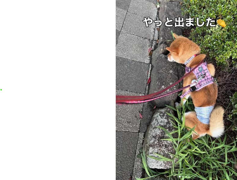 $SUI is not going anywhere! Happy and healthy after the surgery.