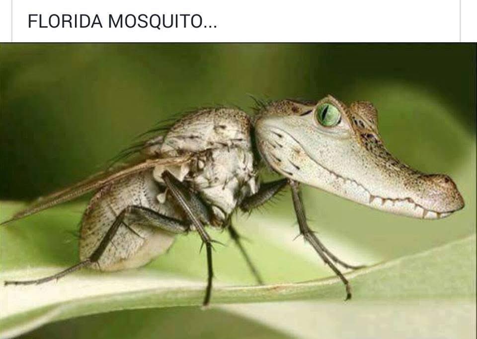 Actual photo of mosquito at Alligator Alcatraz.