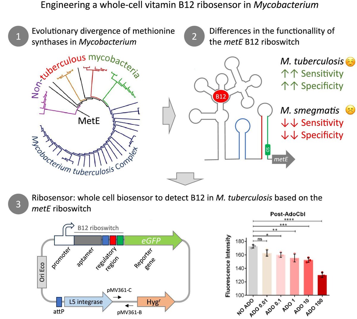 MicrobialBiote1's tweet image. Molecular and functional assays highlight the relevance of species-specific polymorphisms in a B12 riboswitch of the Mycobacterium genus. Campos-Pardos et al provide proof-of-concept to engineer a whole-cell biosensor capable of detecting vitamin B12. doi.org/10.1111/1751-7…