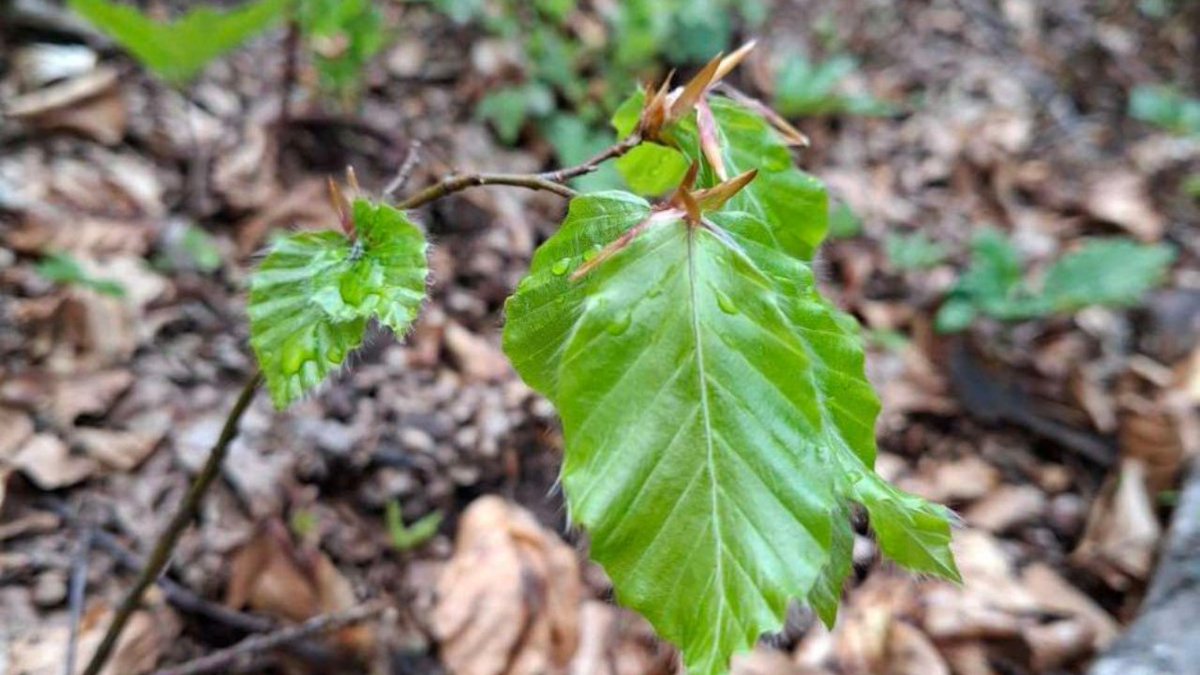 🌿 Forest restoration in Bukovikj, 🇲🇰has been successfully completed as part of the #northernforestsinitiative. 

A total of 21,000 beech seedlings were planted and 20 hectares of forest restored to support the recovery of the endangered #BalkanLynx. 🌱🐾

Led by <a href="/ContactMES/">МЕД/MES</a> ,