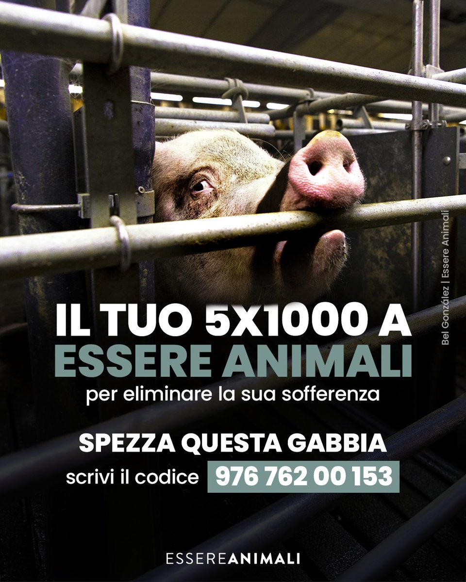 Il tuo 5x1000 a Essere Animali per eliminare la sua sofferenza ❤️

Esiste un modo semplice e gratuito per sostenere le nostre indagini e i nostri progetti. Segnati il codice fiscale 976 762 00 153 e dona il 5x1000 a Essere animali.

👉 Scopri come donare: essereanimali.org/5x1000/