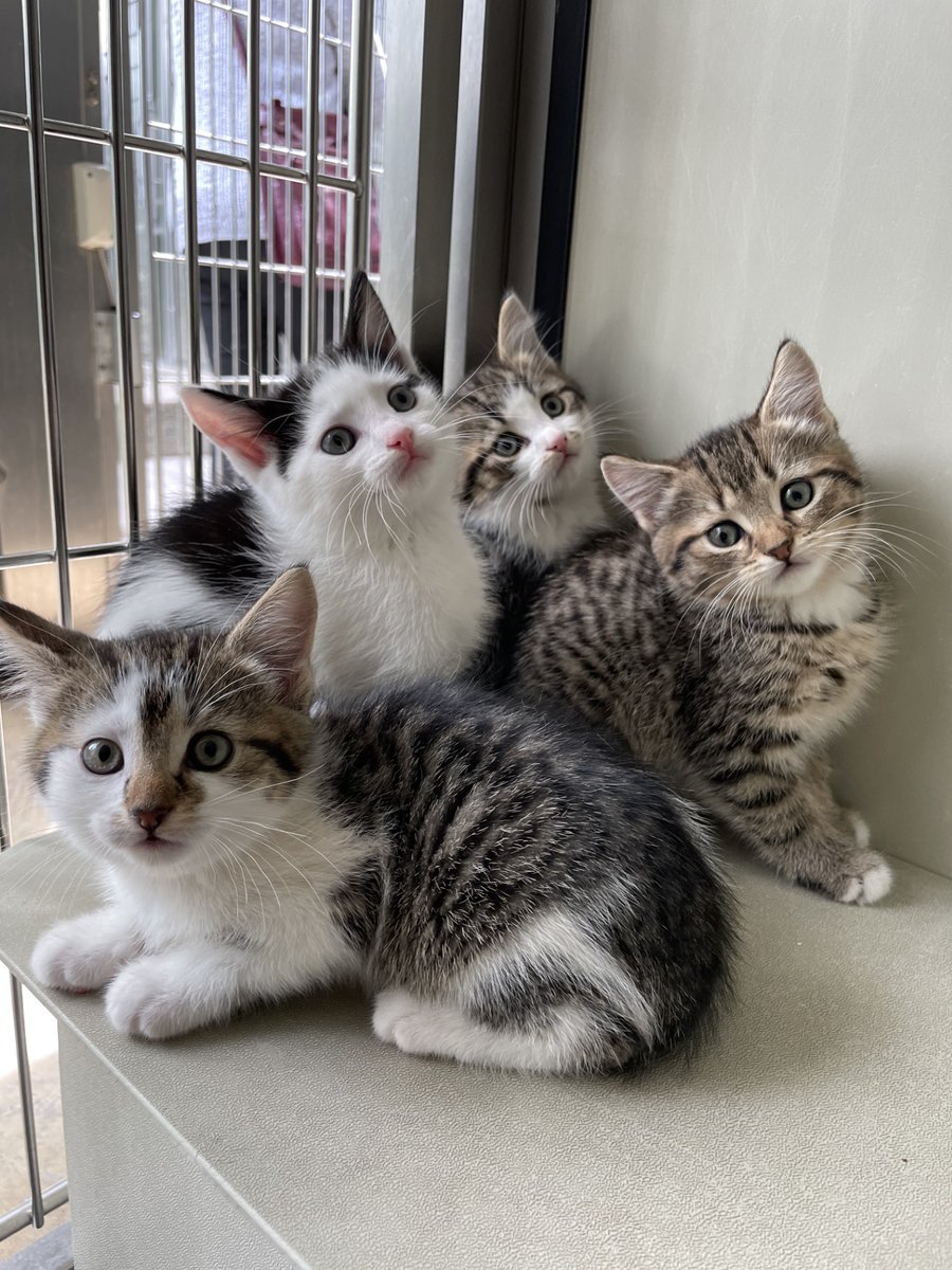 Cats Protection (@catsprotection) on Twitter photo BREAKING: Kitten transfer complete.🐾⚽
Four kittens and their mum found hidden under boxes in a storeroom at <a href="/NFFC/">Nottingham Forest</a> have now been safely transferred to the care of Cats Protection Mansfield Cat centre. All the kittens have now found their #PerfectMatch! BREAKING: Kitten transfer complete.🐾⚽
Four kittens and their mum found hidden under boxes in a storeroom at <a href="/NFFC/">Nottingham Forest</a> have now been safely transferred to the care of Cats Protection Mansfield Cat centre. All the kittens have now found their #PerfectMatch!