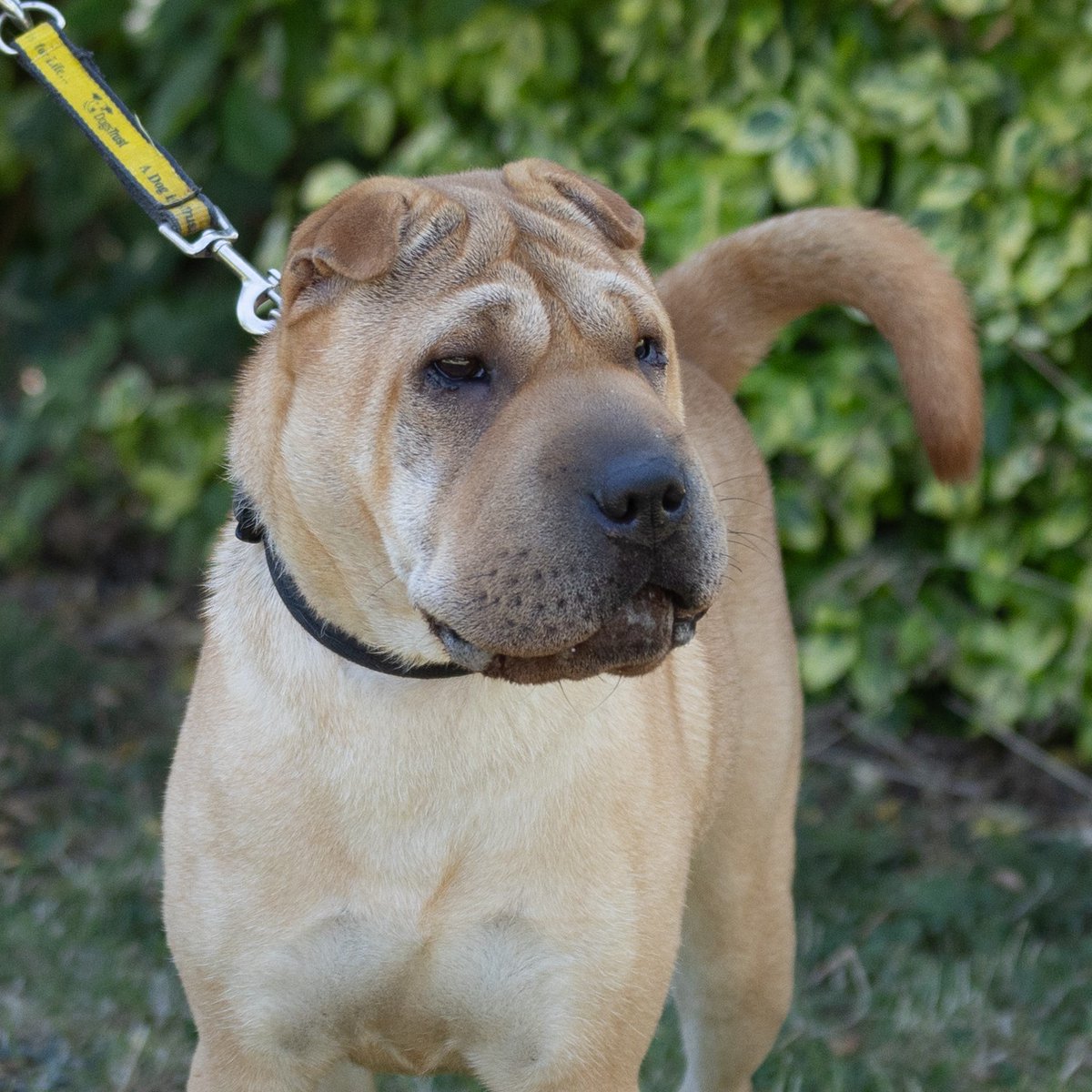 💛 Rosie 💛
Rosie is a real adventurer and loves being out and about on countryside walks! She also enjoys playing with her toys and loves interacting with people this way! 🥰
Find out more about her and Apply to Adopt by visiting our website 💻⁣