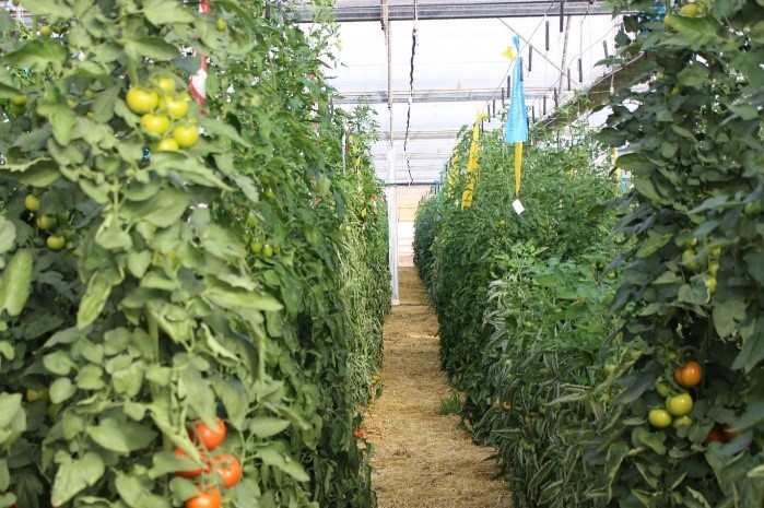 lifeacclimate's tweet image. La gestión integrada de plagas y enfermedades con estrategias ecológicas es un objetivo clave en #LIFEACCLIMATE 50% menos de impacto, eliminamos químicos, promovemos un ecosistema más sano y productivo. 🐞🌿🔬
¿Quieres saber más? visita nuestra web 

lnkd.in/dzBStv7u