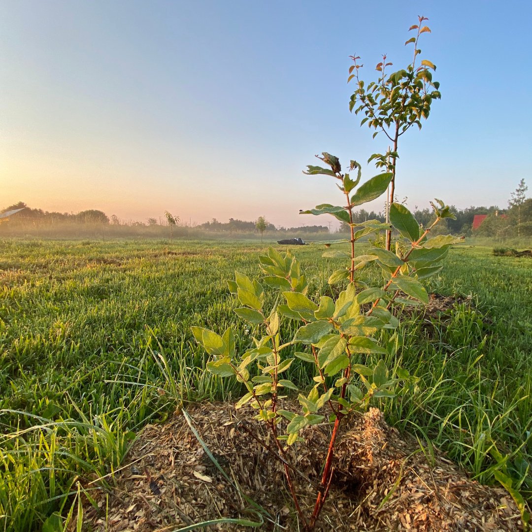 GreyAgServices's tweet image. How pretty is that? 😊
Anthony Rabideau is using ramial mulch at the base of his young orchard trees, comparing them based on tree growth and the presence of mycorrhizal fungi growth. 
See more info on his Experimental Acres project here: greyagservices.ca/experimental-a…