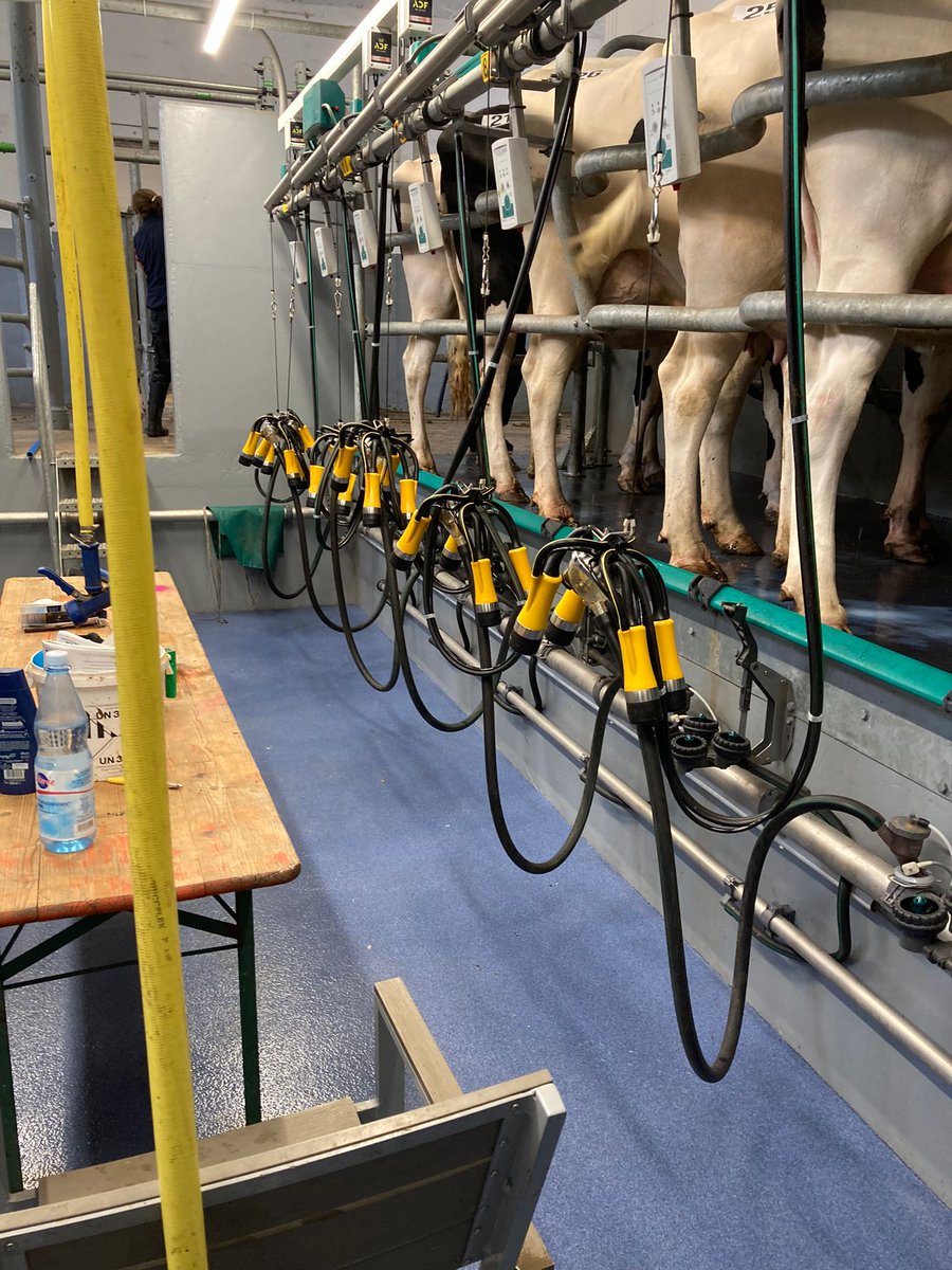 📍Morgen (16.7.25) ist #RUW Auktion in Krefeld!
🐄 Gisela ist vor Ort &amp; zeigt euch das ADF-Melksystem live:
✔️ Automatisches Nachdippen
✔️ Zwischendesinfektion jedes Melkzeugs

➡️ Die perfekte Nachrüstlösung für euren Melkstand!

#RUWAuktion #Melkstand #Milchvieh #Krefeld
