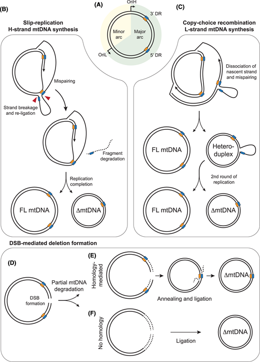 Biochem_Journal's tweet image. Delve into the mechanisms of mtDNA replication and repair, and well as how this can lead to mtDNA instability and pathological consequences, in this Biochemical Journal review from Nicholls et al.doi.org/10.1042/BCJ202…