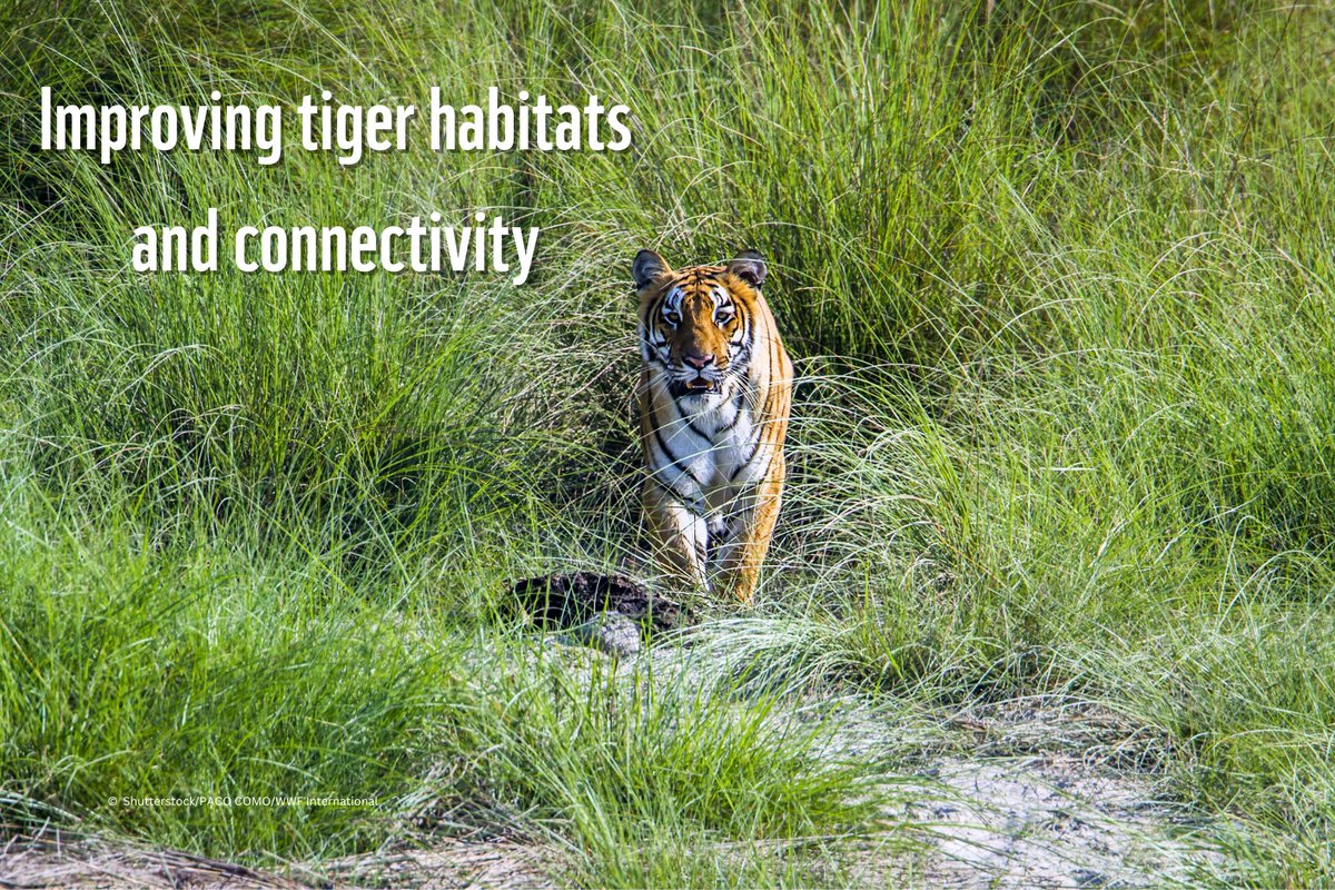 WWFNepal's tweet image. WWF Nepal is proud to announce that the Global Environment Facility has approved Govt of Nepal-GEF 8 project for Managing Human-Tiger Interface in Nepal.
Together, with DNPWC, we are working towards a future where people live in harmony with nature.
#TogetherPossible