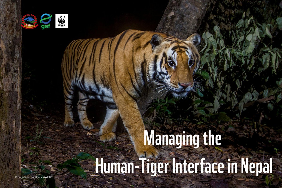 WWFNepal's tweet image. WWF Nepal is proud to announce that the Global Environment Facility has approved Govt of Nepal-GEF 8 project for Managing Human-Tiger Interface in Nepal.
Together, with DNPWC, we are working towards a future where people live in harmony with nature.
#TogetherPossible
