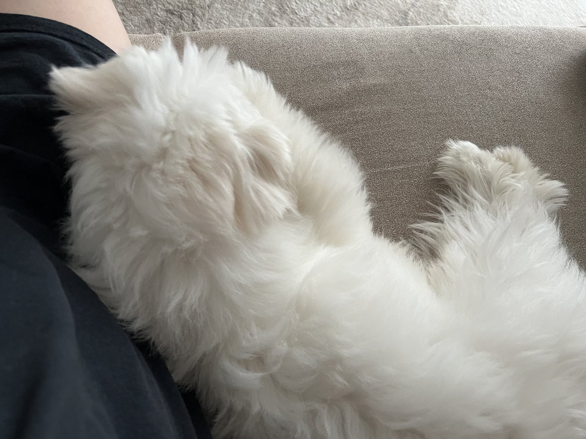 _kinarinari's tweet image. これは人間の朝ごはん狙いアザラシ🦭