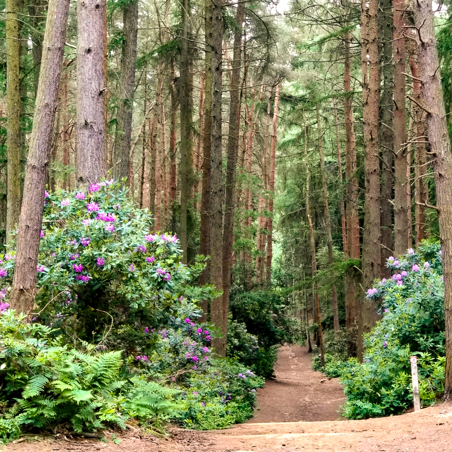 Looking for a peaceful escape? Join the Wellbeing in the Woods session at Rushmere Country Park on Sunday 21 July.

🗓️ Sunday 21 July
🕥 10:30am to 12pm
📍 Rushmere Country Park, LU7 0EB

Booking is essential - click here to reserve your spot: bit.ly/3Iu4bTw