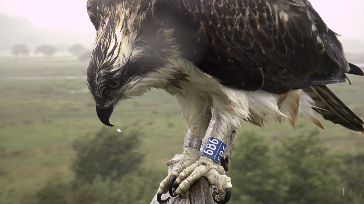 DyfiOspreys's tweet image. Bore gwael
From a scorching and sunny 31C two days ago to torrential rain and winds today and 14C.
Welcome to Wales 🏴🤪🏴