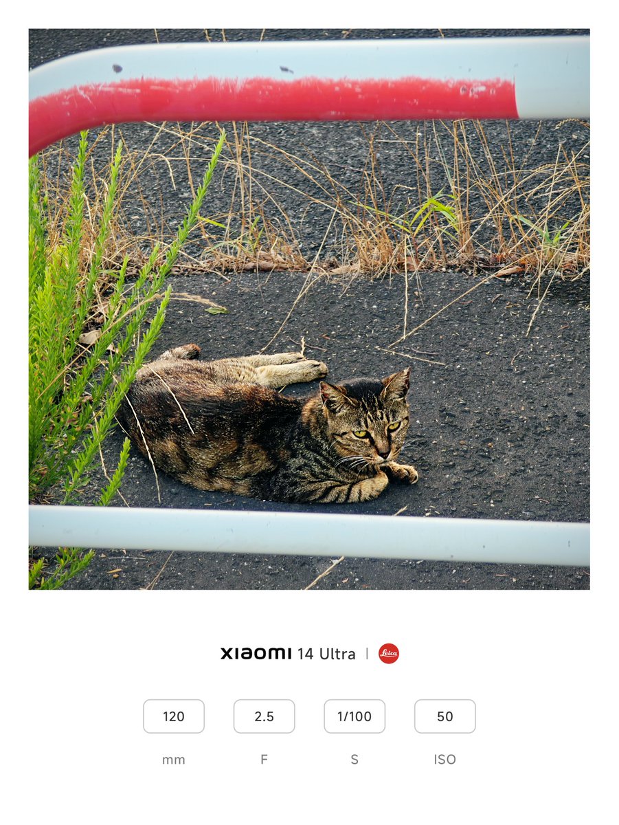 めちゃくちゃ貫禄ある猫さんいた
 #野良猫 
 #動物好きと繋がりたい